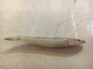  (Glossogobius sparsipapillus - BD 131018 Glosso)  @11 [ ] Copyright (2018) Unspecified Ho Chi Minh University of Science