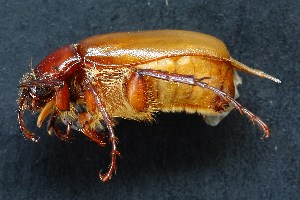  ( - MEL181)  @13 [ ] CreativeCommons - Attribution Non-Commercial Share-Alike (2011) Adriana Castro El Colegio de la Frontera Sur