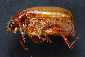  ( - MEL227)  @13 [ ] CreativeCommons - Attribution Non-Commercial Share-Alike (2011) Adriana Castro El Colegio de la Frontera Sur