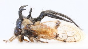  ( - JLPZ0017)  @11 [ ] CreativeCommons  Attribution Non-Commercial Share-Alike (2019) Jeremie Lapeze Institut National de la Recherche Agronomique, Zoologie Forestiere