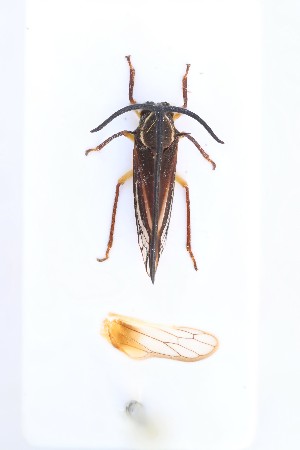  ( - JLPZ0039)  @11 [ ] CreativeCommons  Attribution Non-Commercial Share-Alike (2019) Jeremie Lapeze Institut National de la Recherche Agronomique, Zoologie Forestiere