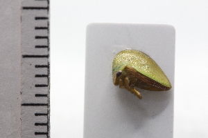  (Erosne - JLPZ0681)  @11 [ ] CreativeCommons  Attribution Non-Commercial Share-Alike (2022) Jeremie Lapeze Institut National de la Recherche Agronomique, Zoologie Forestiere