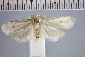  (Ptochoryctis eremopa - NHMUK013700422)  @11 [ ] CC-BY (2024) Natural History Museum, London Natural History Museum, London