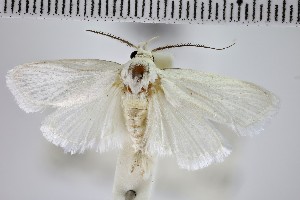  (Topiris lacteella - NHMUK010923177)  @11 [ ] CreativeCommons - Attribution Non-Commercial Share-Alike (2018) Mark Sterling NHMUK