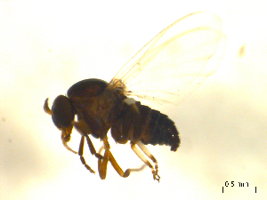  ( - BIOUG01784-B08)  @13 [ ] CreativeCommons - Attribution (2012) CBG Photography Group Centre for Biodiversity Genomics