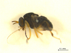  ( - BIOUG01784-D05)  @12 [ ] CreativeCommons - Attribution (2012) CBG Photography Group Centre for Biodiversity Genomics