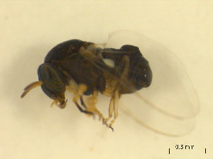  ( - BIOUG01784-D07)  @12 [ ] CreativeCommons - Attribution (2012) CBG Photography Group Centre for Biodiversity Genomics