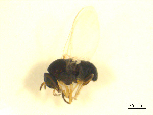  ( - BIOUG01784-E01)  @12 [ ] CreativeCommons - Attribution (2012) CBG Photography Group Centre for Biodiversity Genomics