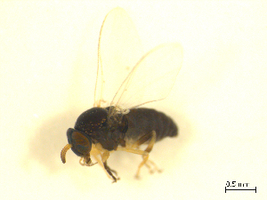  ( - BIOUG01784-E02)  @12 [ ] CreativeCommons - Attribution (2012) CBG Photography Group Centre for Biodiversity Genomics