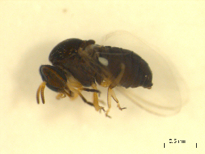  ( - BIOUG01784-E10)  @12 [ ] CreativeCommons - Attribution (2012) CBG Photography Group Centre for Biodiversity Genomics