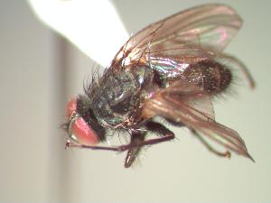  ( - BUIC-CHU0363)  @13 [ ] Unspecified (default): All Rights Reserved  Unspecified Unspecified