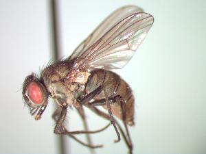 (Limnophora sp. 1 AKR - BUIC-CHU0531)  @14 [ ] Unspecified (default): All Rights Reserved  Unspecified Unspecified