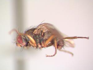  ( - BUIC-CHU0995)  @12 [ ] Unspecified (default): All Rights Reserved  Unspecified Unspecified