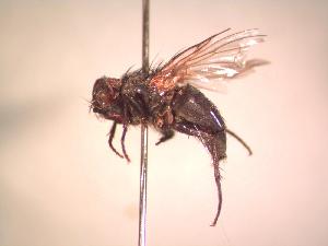  ( - BUIC-CHU1006)  @12 [ ] Unspecified (default): All Rights Reserved  Unspecified Unspecified