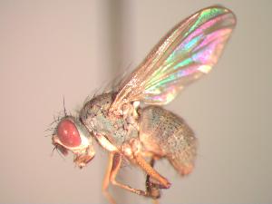  ( - BUIC-CHU1028)  @11 [ ] Unspecified (default): All Rights Reserved  Unspecified Unspecified