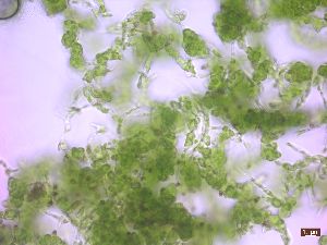  (Pseudendoclonium fucicola - GREFG-10-BGP)  @11 [ ] Creative Commons BY NC SA (2022) Norwegian University of Life Sciences NMBU Norwegian University of Life Sciences NMBU