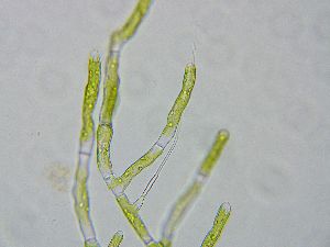  (Phaeophilaceae - GREFG-100-SKV)  @11 [ ] Creative Commons BY NC SA (2023) Norwegian University of Life Sciences NMBU Norwegian University of Life Sciences NMBU