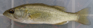  (Micropterus salmoides - MXIV0317)  @14 [ ] Unspecified (default): All Rights Reserved  Unspecified Unspecified