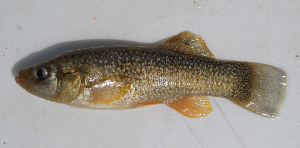  (Fundulus sp. 2 - MXIV0747)  @14 [ ] Unspecified (default): All Rights Reserved  Unspecified Unspecified
