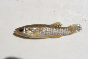 (Fundulus sp. 2 - MXIV0751)  @14 [ ] Unspecified (default): All Rights Reserved  Unspecified Unspecified