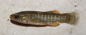  (Fundulus sp. 1 - MXIV0783)  @14 [ ] Unspecified (default): All Rights Reserved  Unspecified Unspecified