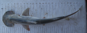  (Sphyrna tiburo - MXIV0836)  @12 [ ] Unspecified (default): All Rights Reserved  Unspecified Unspecified