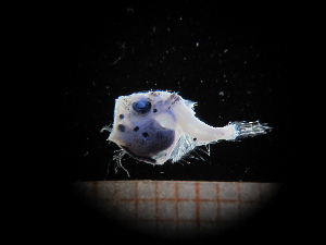  (Sternoptyx - MFLIV2001)  @13 [ ] Unspecified (default): All Rights Reserved  Jose Angel Cohuo Unspecified