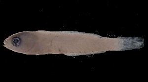  ( - MFLS3845)  @11 [ ] Unspecified (default): All Rights Reserved  Jose Angel Cohuo Unspecified