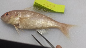  ( - 047-M2-19a)  @11 [ ] by-nc-sa (2016) Dr.Arif Muhammad Khan University of Sargodha ,Sargodha ,Pakistan