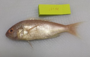  ( - 049-M2-19c)  @11 [ ] by-nc-sa (2016) Dr.Arif Muhammad Khan University of Sargodha ,Sargodha ,Pakistan