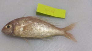  ( - 050-M2-19d)  @11 [ ] by-nc-sa (2016) Dr.Arif Muhammad Khan University of Sargodha ,Sargodha ,Pakistan