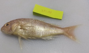  ( - 051-M2-19e)  @11 [ ] by-nc-sa (2016) Dr.Arif Muhammad Khan University of Sargodha ,Sargodha ,Pakistan