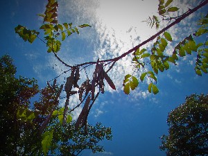  ( - veg024)  @11 [ ] Unspecified (default): All Rights Reserved  Unspecified Unspecified