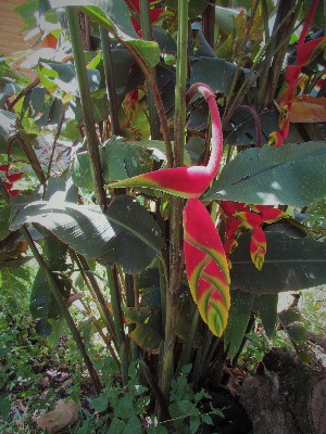  (Heliconia rostrata - veg040)  @11 [ ] Unspecified (default): All Rights Reserved  Unspecified Unspecified