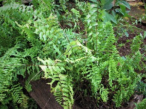  ( - veg050)  @11 [ ] Unspecified (default): All Rights Reserved  Unspecified Unspecified