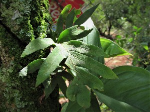  ( - veg061)  @11 [ ] Unspecified (default): All Rights Reserved  Unspecified Unspecified