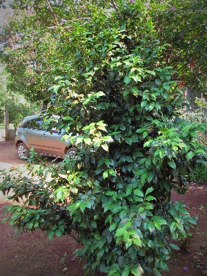  ( - veg089)  @11 [ ] Unspecified (default): All Rights Reserved  Unspecified Unspecified