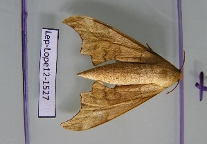  ( - Lep-Lope12-1527)  @12 [ ] CreativeCommons - Attribution Non-Commercial Share-Alike (2012) Morgane COUANT ECODIV