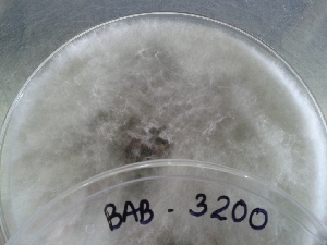  ( - BAB 3200)  @11 [ ] Unspecified (default): All Rights Reserved  Unspecified Unspecified