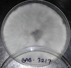  ( - BAB 3217)  @11 [ ] Unspecified (default): All Rights Reserved  Unspecified Unspecified