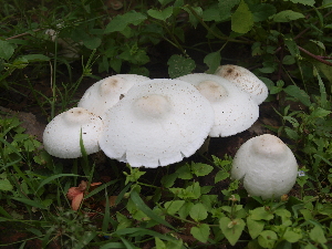  (Termitomyces heimii - BAB 5183)  @11 [ ] Copyright (2015) Gujarat Biodiversity Gene Bank, GSBTM, DST, GoG Gujarat Biodiversity Gene Bank, GSBTM, DST, GoG