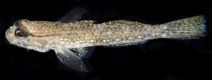  (Istigobius campbelli - BHKG-0205)  @11 [ ] by-nc-sa (2018) Unspecified the Florida Museum of Natural History (FLMNH) and University of Hong Kong's Swire Institute of Marine Science