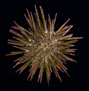  (Heliocidaris crassispina - BHKG-0325)  @11 [ ] by-nc-sa (2018) Unspecified the Florida Museum of Natural History (FLMNH) and University of Hong Kong's Swire Institute of Marine Science