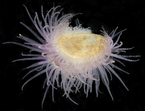  ( - BHKG-0319)  @11 [ ] by-nc-sa (2018) Unspecified the Florida Museum of Natural History (FLMNH) and University of Hong Kong's Swire Institute of Marine Science