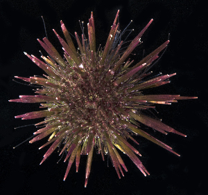  ( - BHKG-0326)  @11 [ ] by-nc-sa (2018) Unspecified the Florida Museum of Natural History (FLMNH) and University of Hong Kong's Swire Institute of Marine Science