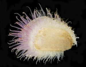  ( - BHKG-0317)  @11 [ ] by-nc-sa (2018) Unspecified the Florida Museum of Natural History (FLMNH) and University of Hong Kong's Swire Institute of Marine Science