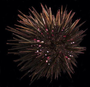  ( - BHKG-0327)  @11 [ ] by-nc-sa (2018) Unspecified the Florida Museum of Natural History (FLMNH) and University of Hong Kong's Swire Institute of Marine Science