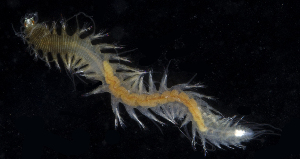  (Oxydromus sp. HK01 - BHKG-0478)  @11 [ ] by-nc-sa (2018) Unspecified the Florida Museum of Natural History (FLMNH) and University of Hong Kong's Swire Institute of Marine Science