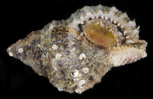  ( - BHKG-0631)  @11 [ ] by-nc-sa (2018) Unspecified the Florida Museum of Natural History (FLMNH) and University of Hong Kong's Swire Institute of Marine Science