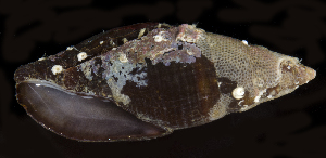  ( - BHKG-0780)  @11 [ ] by-nc-sa (2018) Unspecified the Florida Museum of Natural History (FLMNH) and University of Hong Kong's Swire Institute of Marine Science